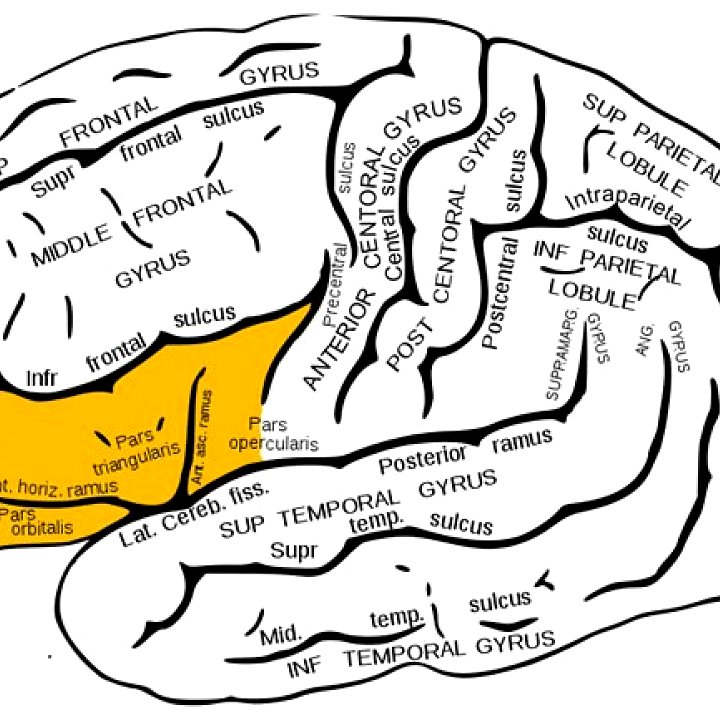 Study Links Brain Structure, Anxiety and Negative Bias in Healthy Adults